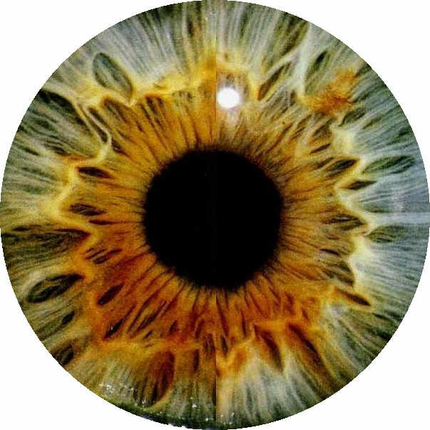 Eye-2.jpg (111452 bytes)